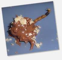 Something Special Cook Book